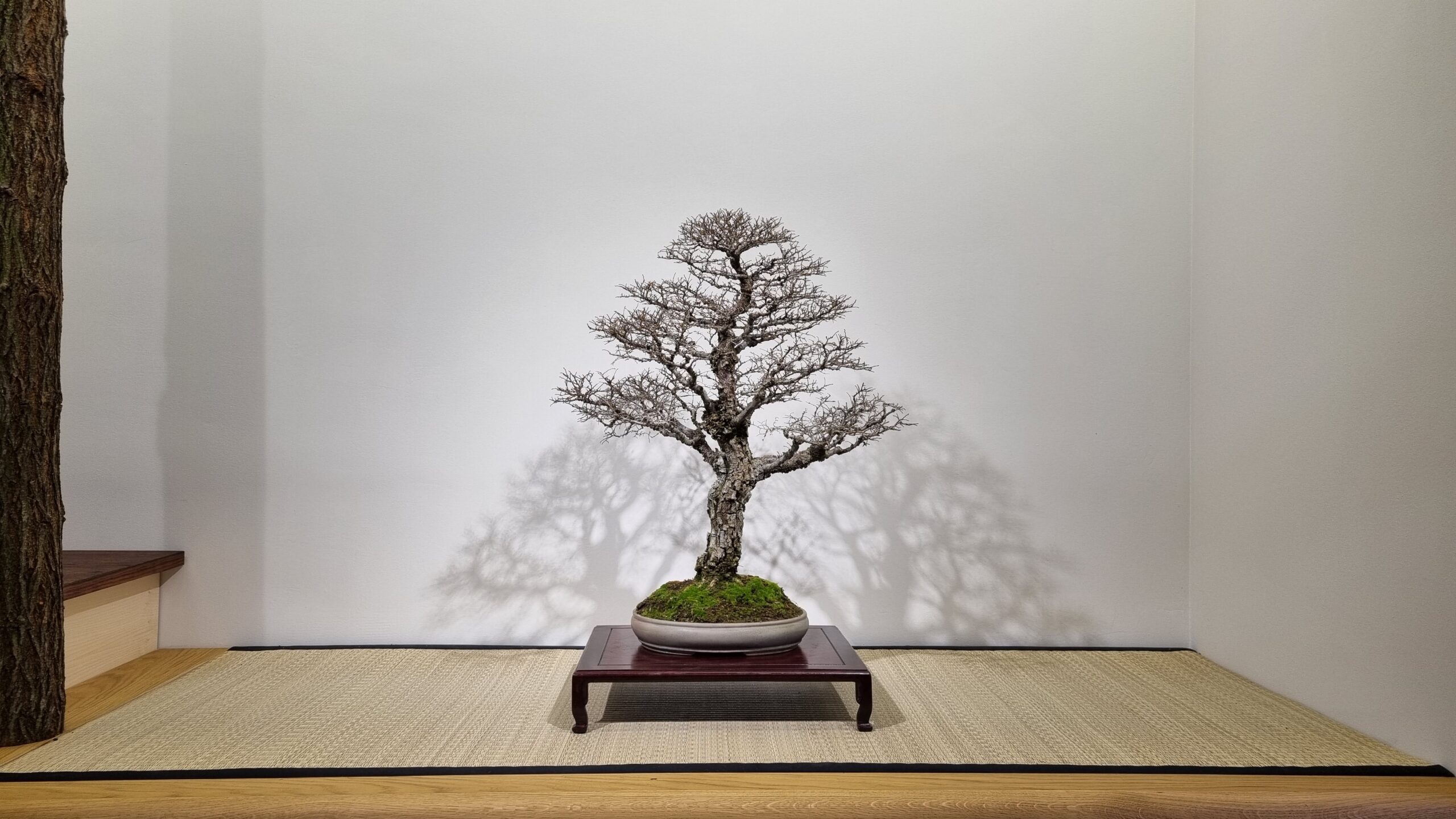 moyogi bonsai style style bonsai
