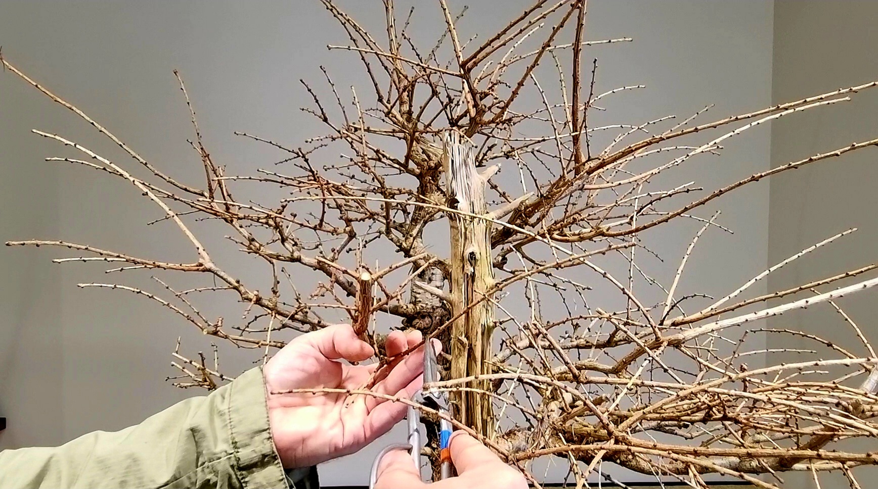 przycinanie bonsai z modrzewia
