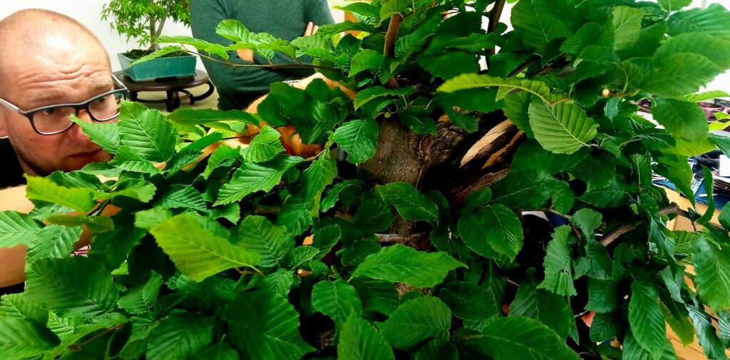 warsztaty bonsai w sowinscy bonsai squad