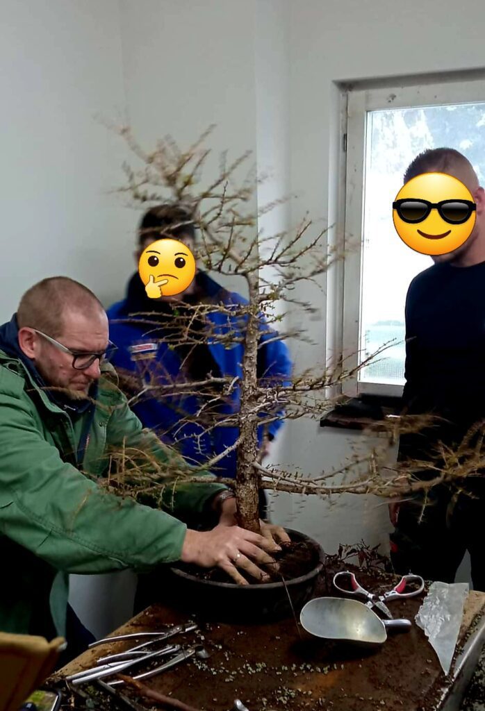 warsztaty bonsai prace wiosenne przesadzanie bonsai